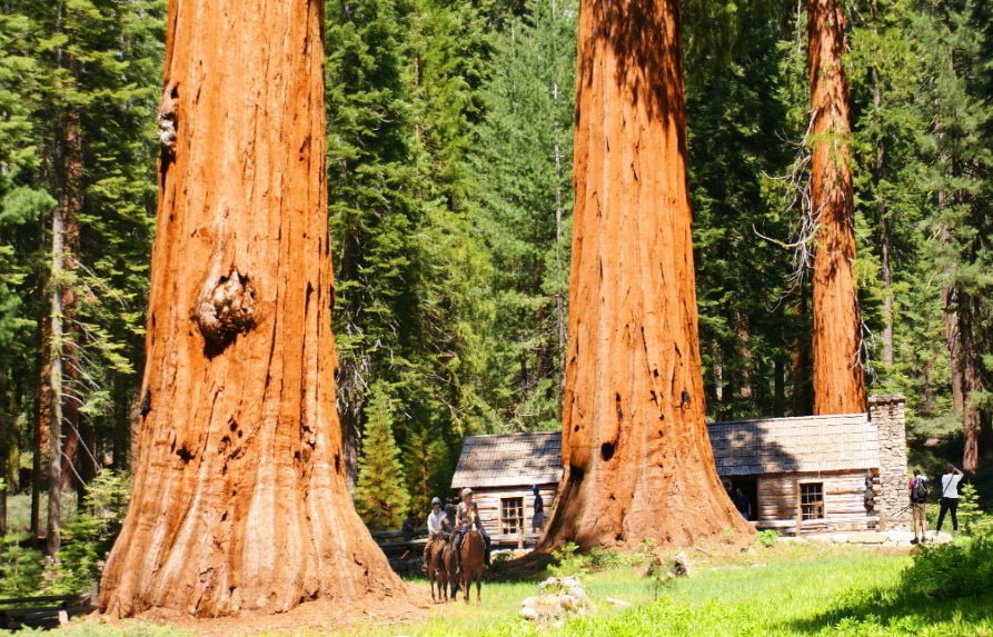 Secuoyas gigantes de Yosemite Mariposa Grove Secuoyas